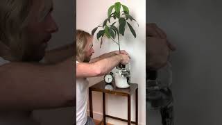 Avocado Watering Time Lapse Watch it REINFLATE shorts [upl. by Bywoods]