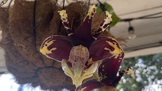 Flashback Bloom Video  Stanhopea Tigrina ‘Predator’  October 2024 [upl. by Namyl223]