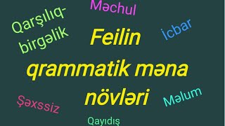 Feilin qrammatik məna növləri [upl. by Filberte387]