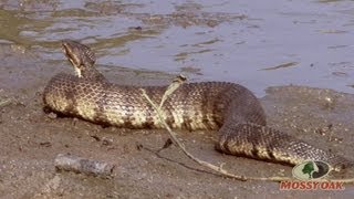 Worlds Largest Cottonmouth Snake  Mossy Oak [upl. by Adelpho]