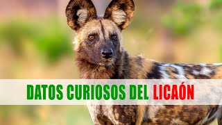 Perro salvaje africano licaón Lycaon pictus  Datos curiosos de animales [upl. by Trudy568]