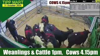 TIPPERARY TOWN MART 11 Oct 2024 Calves Cattle amp cows [upl. by Elleirad]