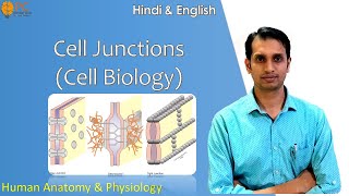 Cell Junctions Gap Junction Tight Junction and Anchoring Junction [upl. by Hoffarth]