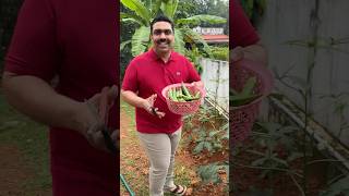 Bhindi Agricultural plant 🌱 Harvesting from my home billingsystem barcode [upl. by Emirak]