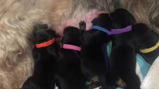 British Invasion Otterhound Puppies  Day 4 [upl. by Esetal]