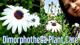 Dimorphotheca Plant  African Daisy Care  How to Grow and Care Dimorphotheca  African Daisy [upl. by Ole]