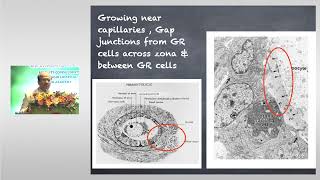 Applied Reproductive Physiology For IVF  SIFA Reproductive Physiology Part 1  Dr Sachin Kulkarni [upl. by Atterahs978]