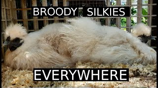 Broody Silkies EVERYWHERE  Brimwood Farm Update on Hatching and Chicks [upl. by Hinman576]