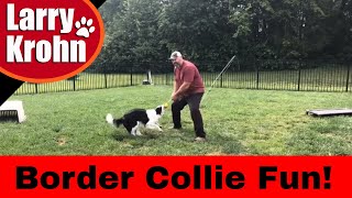 Border Collie Training Games [upl. by Buckley476]