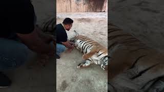 Tiger cub feeding faiziwildlifefarm [upl. by Oinolopa]