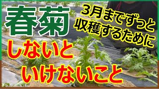 【しゅんぎく栽培】3月までずっと収穫するためにしないといけないこと [upl. by Evod]