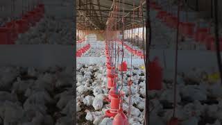 4000 Broiler Poultry Farming [upl. by Llednov]