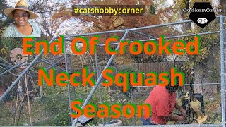 End of Crooked Neck Squash Season  catshobbycorner [upl. by Harli]