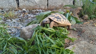 Griechische Landschildkröten  Terrarium einrichten [upl. by Nyliak]