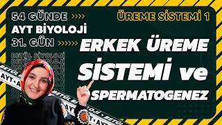 31 Erkek Üreme Sistemi ve Spermatogenez  Üreme Sistemi  11 Sınıf  2024 AYT Biyoloji 31 Gün [upl. by Idell]