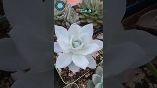 4 Echeverias Blue frill cante lilac frost y madiba [upl. by Yhtur]