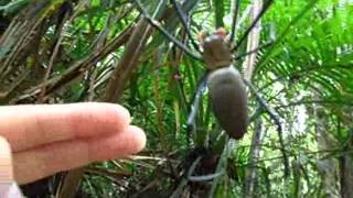 Giant spider in Crystal Cascades Australia  Nephila pilipes [upl. by Harbard]