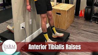 Anterior Tibialis Raises [upl. by Hnacogn612]