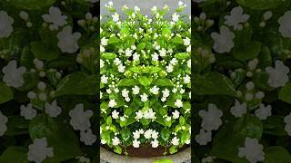 🌿How to grow mogra jasmine from leaves mograjasmine jasmine gardening [upl. by Wallach]