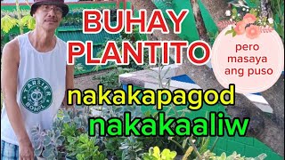 BUHAY PLANTITONakakapagodnakakaaliwPero masaya ang puso [upl. by Britt]