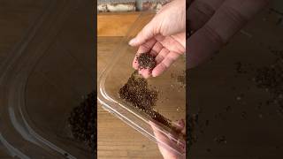 Let’s Save Some Seeds From the Garden seedsaving gardening [upl. by Arracat]