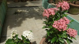 🌿🌼🏵️ Ixora plant [upl. by Ecined761]