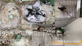 Breeding Native British Finches  The Native Diaries Season 1 Episode 5 [upl. by Niwle]