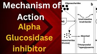 Mechanism of Action Alpha Glucosidase inhibitor drugAlpha glucosidase inhibitors mechanism [upl. by Sebbie]