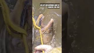 Quick limits of Chinook Salmon [upl. by Serene]