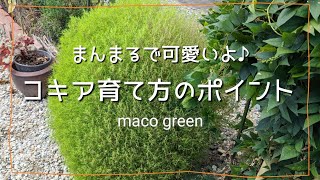 【育て方】コキアの育て方🌱ポイントまとめました🌱こぼれ種 [upl. by Ellenrad]