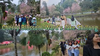 Cherry Blossom Shillong wards lake [upl. by Asel289]