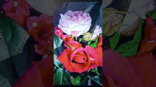 Étrangers voyageurs cover Yvon Gendron 🌺🌾🎶🙏🕊️ 🔥👑♥️ [upl. by Nima]