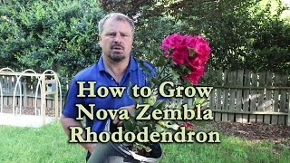 How to grow Nova Zembla Rhododendron with a detailed description [upl. by Stuart]