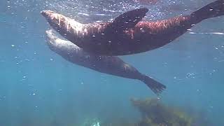 Chatham Island Seals [upl. by Danielle]