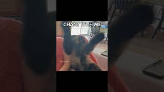 HEEEYYYY MACARENA macarena songoftheday cat catcore catsofyoutube catedit funny catmemes [upl. by Curr171]