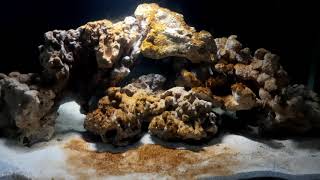 MEMASUKKAN BACTERI STARTER BIODIGEST DAN BIOPTIM aquarium air laut [upl. by Alfons]