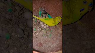 Buggies best pair 💝 buggies birds birdslover parrot shortvideo shortsfeed shorts subscribe [upl. by Burkitt]