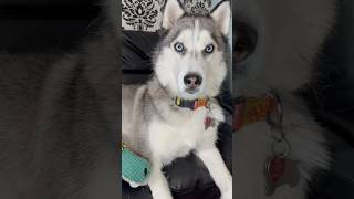 My husky was so grumpy today huskies huskylife grumpydog sillydog cutedogs doglove dogshorts [upl. by Tobit931]