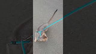 🐱Abyssinian cat walks funnyfunnycats [upl. by Gomar]