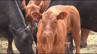 P246 Tres reportajes Vacas donadoras rancho de Zacatecas y siembra directa vs tradicional [upl. by Niarbo961]