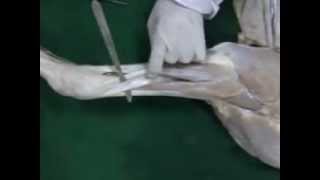 lateral forearm 3gp [upl. by Cirdet]