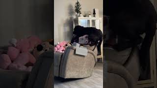 Clumsy Dog Jumps on Chair and Tips Over [upl. by Edmondo425]