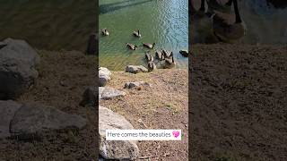 Adorable geese family shortsfeed shortsvideo ytshorts goose geesefamily geese wildgeese [upl. by Emelin]