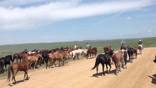 Eatons ranch horse drive continues west of Sheridan WY [upl. by Allets]