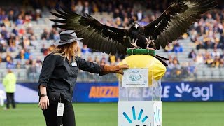 Auzzie The Eagle PreMatch Flight  West Coast v Fremantle  Round 6 2024 [upl. by Demmer340]