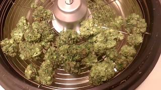 iPower Bud trimmer tested on Cannabis [upl. by Eecats]