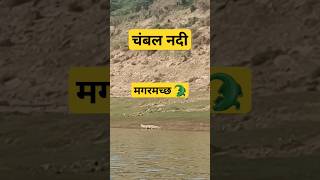 चंबल नदी में दिखा मगरमच्छ chambal river in crocodile saw chambal chambalghati [upl. by Sergias659]