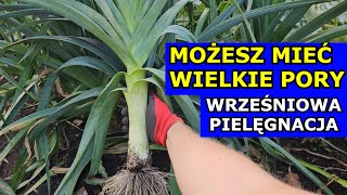 Możesz mieć DUŻE PORY  Wrześniowa Pielęgnacja Pora Popraw Korzeń Zimowanie Nawożenie Podlewanie [upl. by Nosretep]