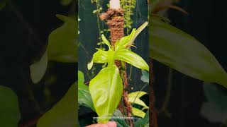 Today My Houseplant Vlog plants garden gardening [upl. by Euqirat]