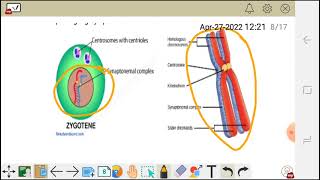 Prophase 1  Leptotene Zygotene Pachytene Diplotene and Diakinesis  Stages of Prophase 1 [upl. by Saalocin]